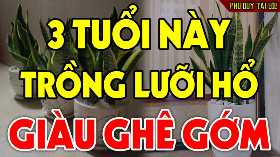 3 tuổi này trồng cây lưỡi hổ may mắn