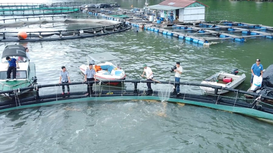 Cá chim trắng vây vàng rất phù hợp để thay thế cho các vùng nuôi tôm thẻ chân trắng và tôm sú kém hiệu quả, bị nhiễm dịch bệnh