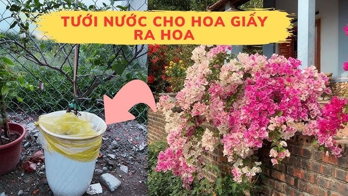 Bạn nên bắt đầu bón phân cho hoa giấy bằng cách pha dưới dạng lỏng, tưới phân cho cây vào đầu mùa xuân và 2 tuần/lần trong thời kỳ ra hoa.    