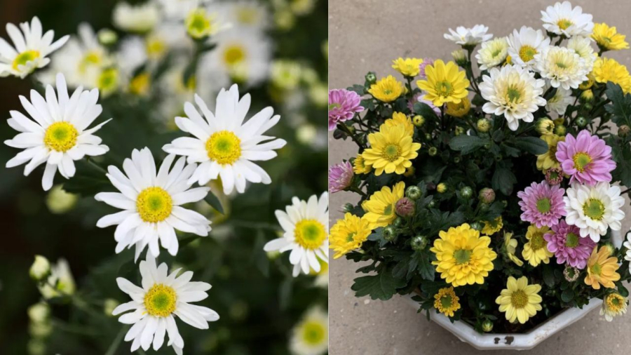 Chrysanthemums for decoration are usually smaller and more colorful