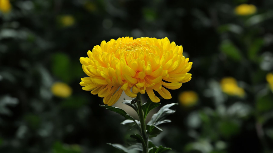 Chrysanthemums for prayer offerings