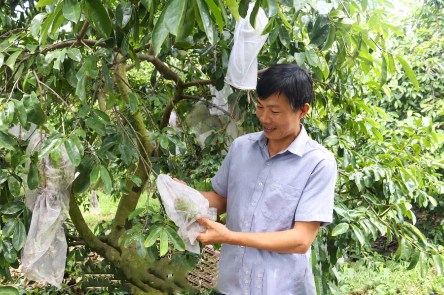 Theo ông Xiêng, do mãng cầu gai được ghép từ gốc cây bình bát, ông đã tìm những cây bình bát dại ngoài tự nhiên về trồng