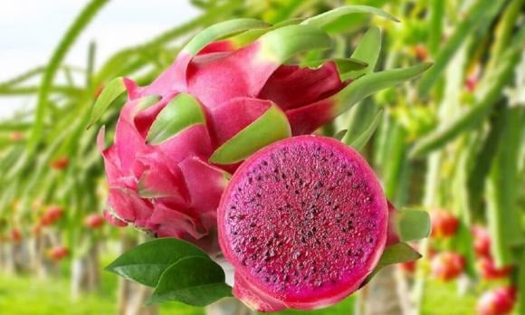 Trồng cây thanh long không chỉ giúp bạn có trái cây sạch để thưởng thức mà còn có thể dùng làm cây cảnh vì hoa của nó khá đẹp và có hương thơm dịu nhẹ.

