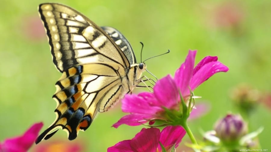 Nếu bướm có màu sắc tươi sáng bay vào nhà thì đó là tin tốt liên quan đến tình cảm,
