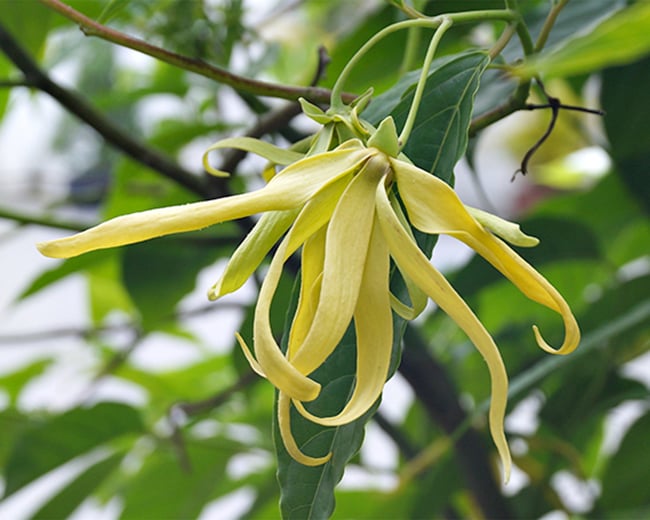 Hoa dẻ thường được dùng để chiết xuất nước hoa vì mùi hương tuyệt vời.

