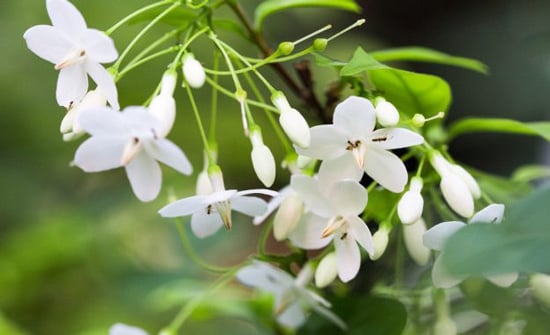 Hoa của cây mai chiếu thủy mọc thành từng chùm trên một cọng dài, 5 cánh, màu trắng tinh và mùi thơm thoang thoảng, dễ chịu.