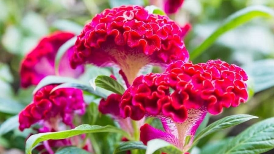 Không chỉ sở hữu vẻ ngoài xinh đẹp và có nhiều giá trị sử dụng, cây hoa mào gà còn có sự tích và ý nghĩa rất hay.
