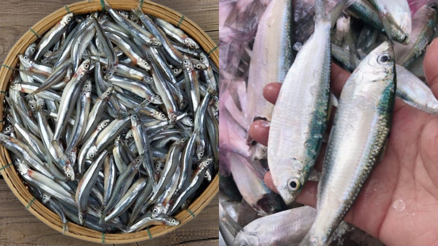 Cá cơm (bên trái) và cá trích tuy có kích thước nhỏ nhưng lại chứa nhiều chất dinh dưỡng quý giá.