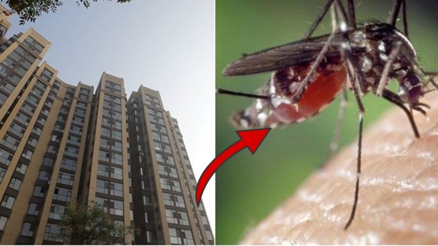 Mặc dù muỗi chỉ có thể bay xa 10m nhưng tại sao nhà tôi ở tầng 20 vẫn có muỗi?