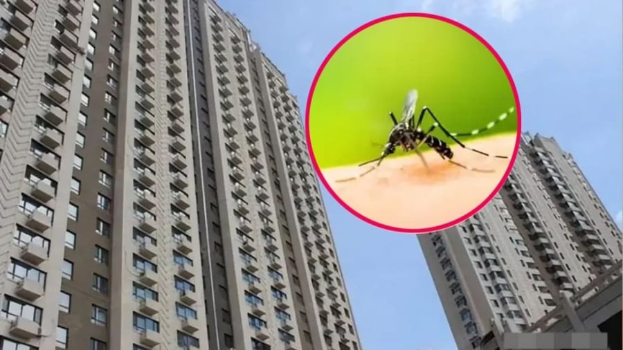 Ngay cả khi bạn sống ở tầng cao thì vẫn có khả năng muỗi xuất hiện trong nhà bạn.