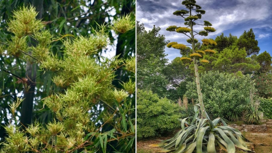 Cây tre (bên trái) và cây thùa nở hoa đều là dấu hiệu cho thấy cây sắp lụi tàn. Cây cảnh héo úa được coi là điềm xấu, không tốt cho tài lộc của gia đình.