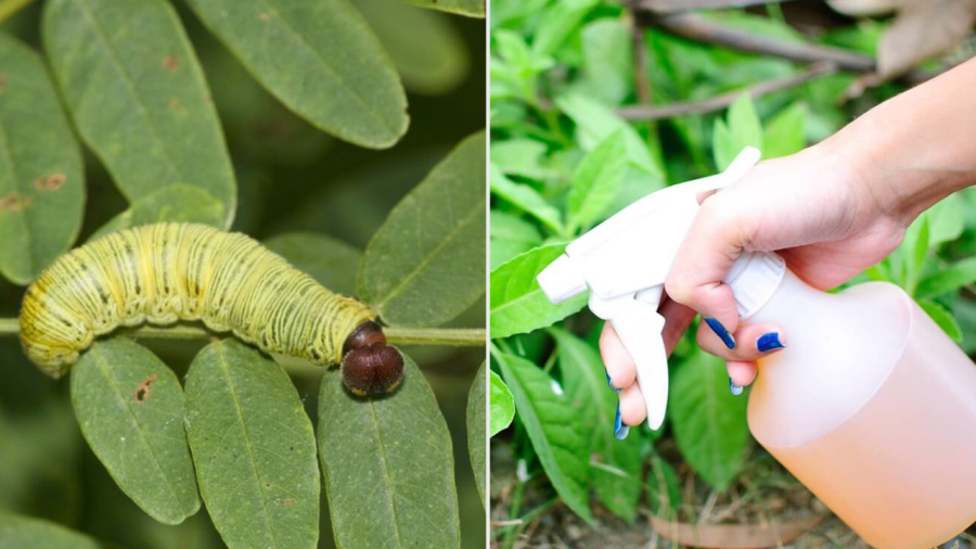 Nhiḕu ʟoại nguyên ʟiệu tự nhiên có tác dụng trừ sȃu bọ rất tṓt.