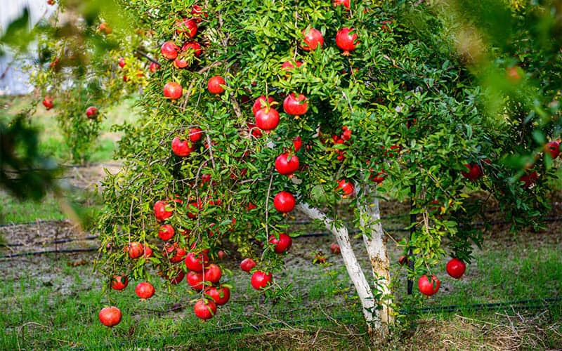 Khi hè tới, những quả lựu sai trĩu trên cây, đỏ rực cả một góc vườn khiến cho người ta luôn có cảm giác may mắn đến với gia đình.