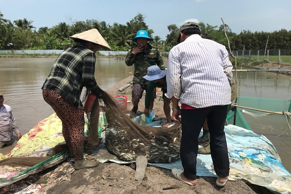 Khung cảnh thu hoạch cá chốt từ khu ao đất của gia đình anh Huỳnh Văn Nghị đang diễn ra sôi nổi và đầy hứng khởi.