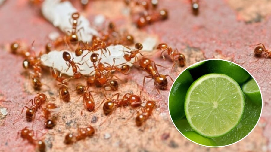 Bạn có thể sử dụng chanh để diệt kiến.