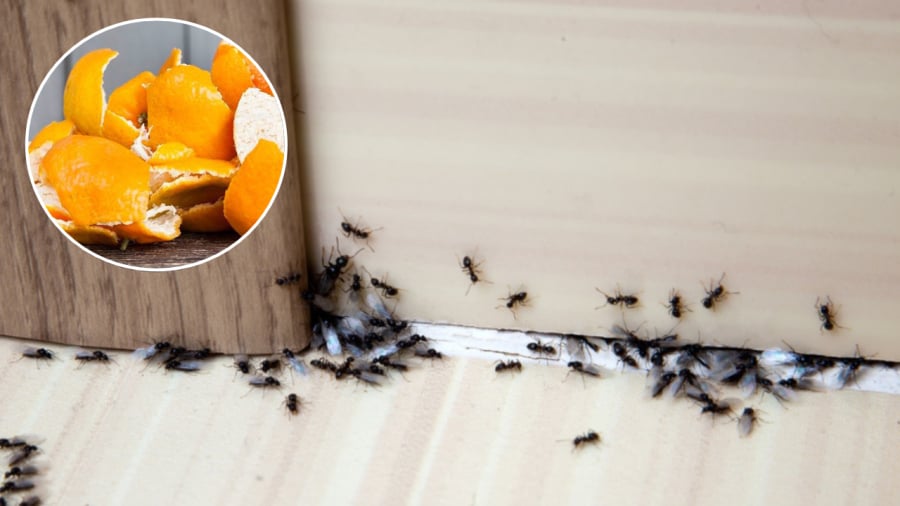 Vỏ cam có thể giúp diệt kiến trong nhà.