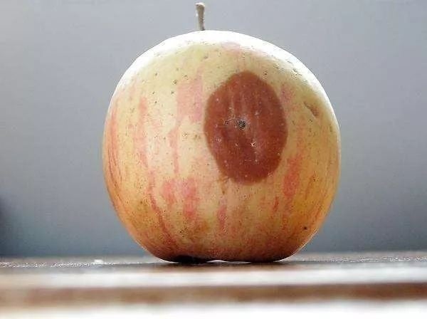 Quả táo bị thối một miếng nhỏ 
