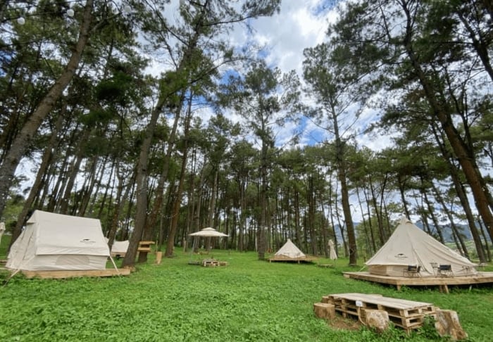 Cắm trại ở rừng thông Bản Áng
