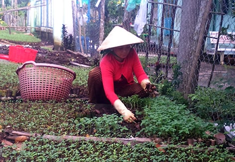 Chị Huỳnh Kim Liên cho biết rằng chị thực hiện việc ươm và bán cây giống rau màu suốt cả năm