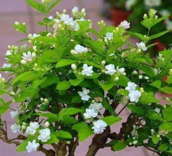 Trồng một chậu hoa nhài trong nhà có thể mang lại vẻ đẹp và hương thơm dễ chịu trong nhiều năm.