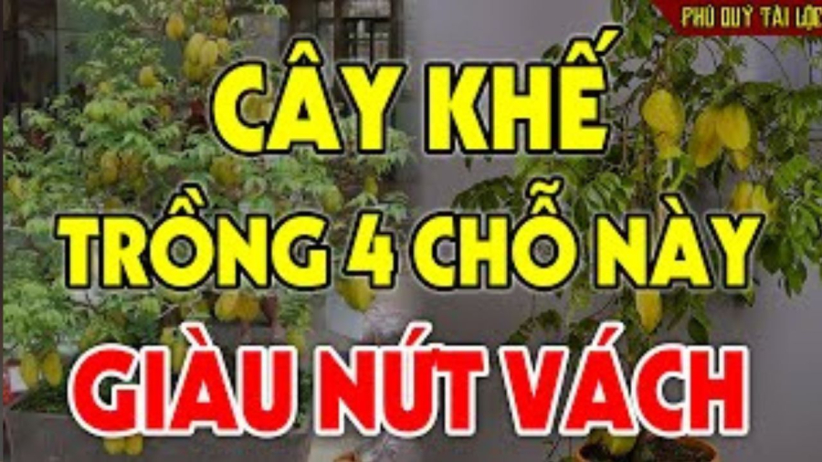 Phong thuỷ trồng cây khế