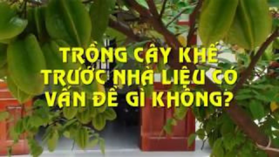 Cây khế trước cửa nhà