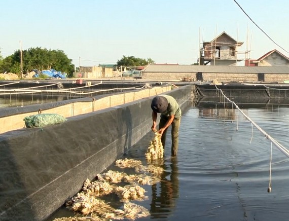 Xã Kim Trung được biết đến với điều kiện địa lý và thổ nhưỡng lý tưởng cho sản xuất hàu giống