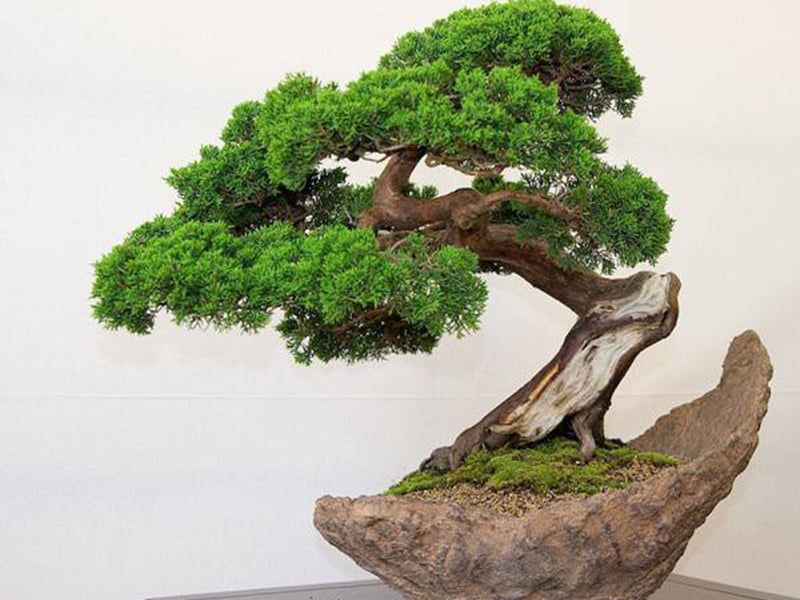 Cây bách bonsai không nên trồng trong nhà ảnh hưởng đến phong thủy