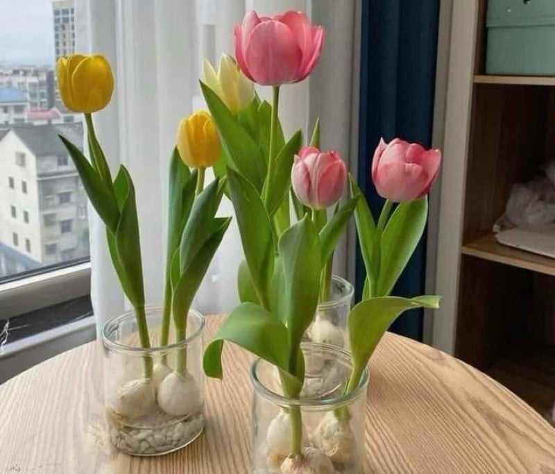 Hoa tulip là loài hoa có chất độc