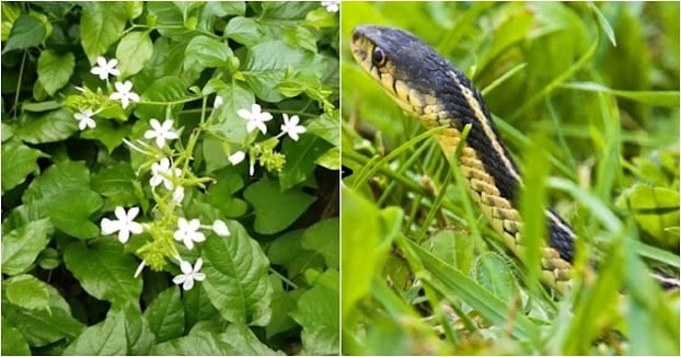 Ngoài ra, những loại cây có thể mọc thành giàn lớn, tạo không gian mát mẻ như hoa giấy, hoa lý cũng thu hút loài rắn lục xanh, chị em không nên trồng quanh nhà.    