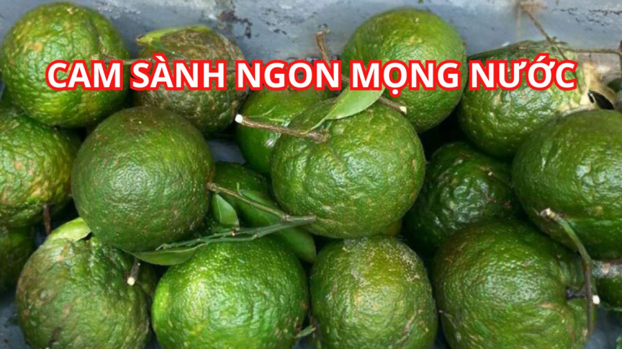 Cam sành ngon mọng nước là vỏ sần sùi nhưng không dày vỏ, không sùi nhiều