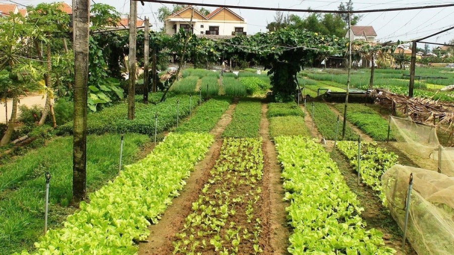 Nhiều người dân rơi vào tình huống sau khi nhận được thông báo dự thảo phương án đền bù đất, khi đó họ mới nhận ra sổ đỏ của họ đã bị cấp sai mục đích sử dụng đất.