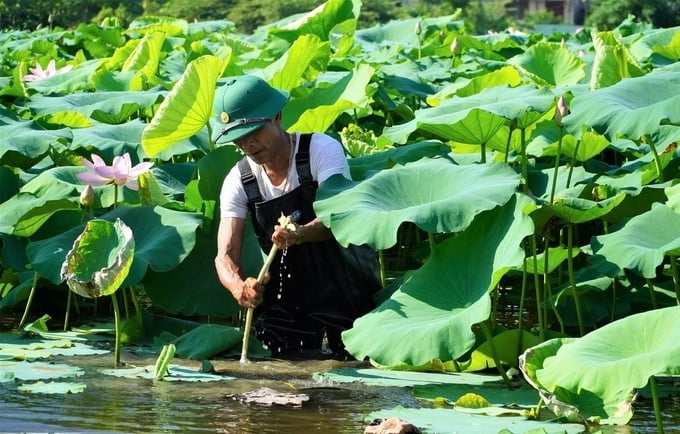 Sen à một loại cây giúp người nông dân cải thiện đáng kể thu nhập. 