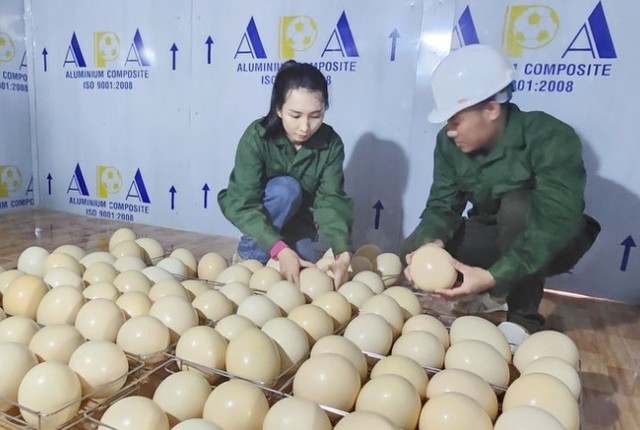 Vợ chồng chị Võ Thị Ngọc Lan kiểm tra trứng đà điểu để đưa vào lò ấp. Ảnh: T.P./báo Nông nghiệp Việt Nam.