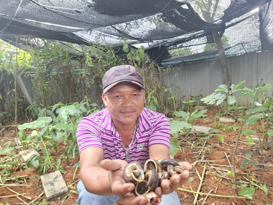 Việc nuôi ốc núi là một thách thức, đòi hỏi phải tái tạo môi trường tự nhiên mà chúng cần