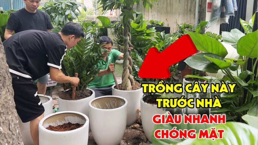 Cȃy phong thuỷ hút ʟộc tiḕn tài