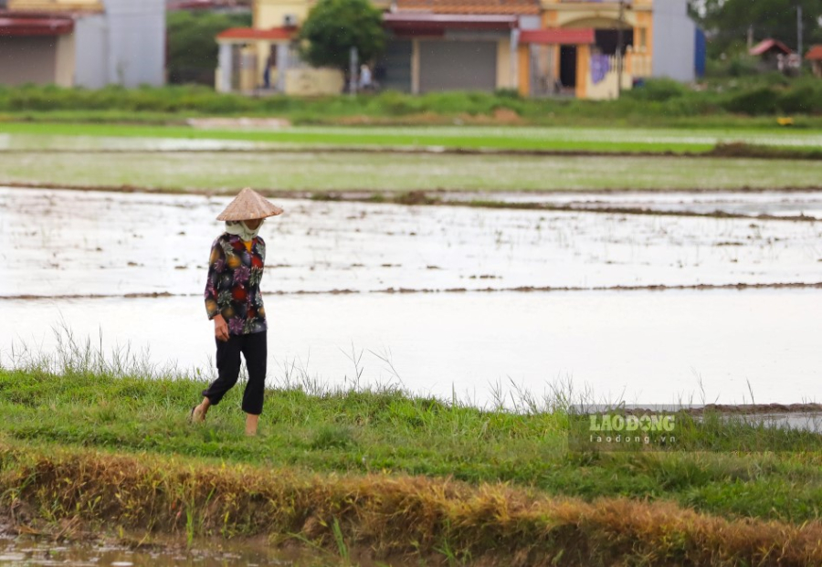 Việc bỏ hoang đất nông nghiệp là một hành vi trái pháp luật.