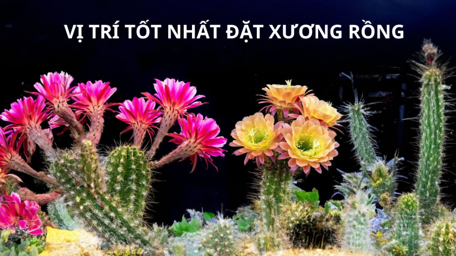 Cây xương rồng nhiều gai không nên trồng trước nhà