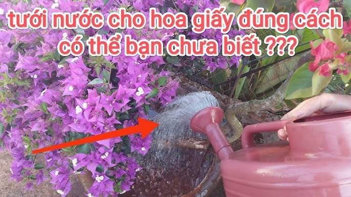 Cho hoa giấy 