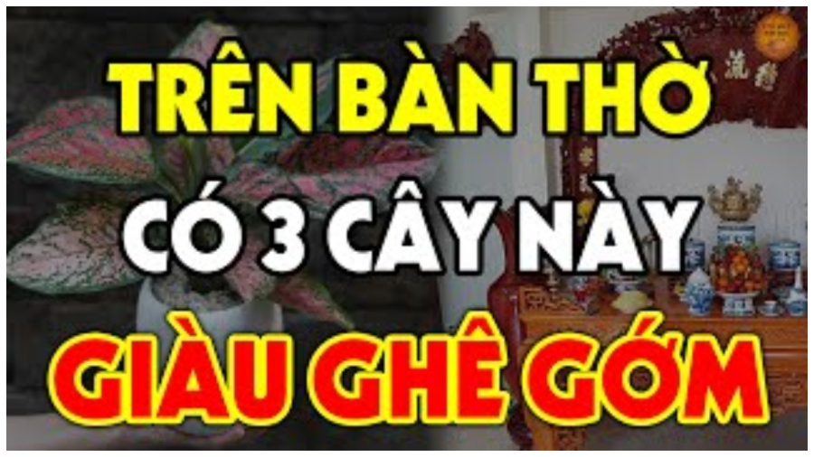 Cây may mắn