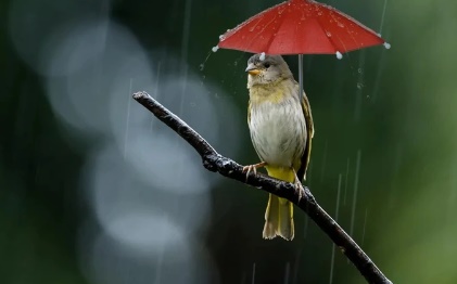  Nếu trong quá khứ, chim sẻ tìm sâu để ăn, thì giờ chúng tìm thùng rác để tìm thức ăn thừa của con người. (ảnh minh họa)