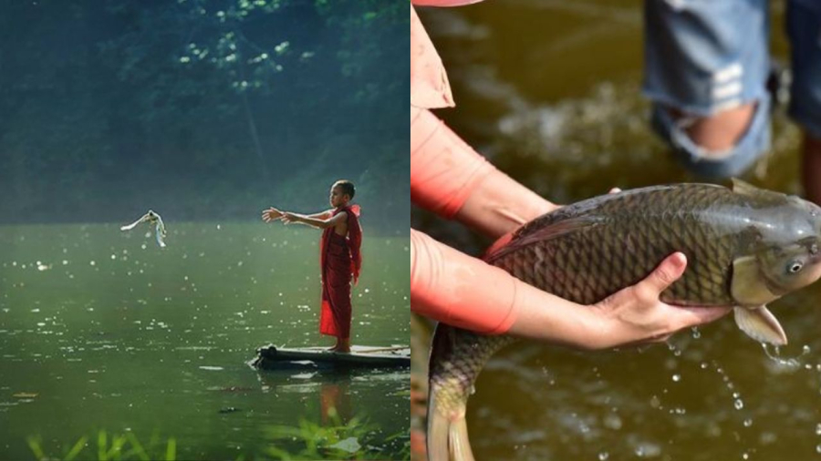 Phóng sinh cần chú ý tạo cho loài vật nơi sống thuận lợi