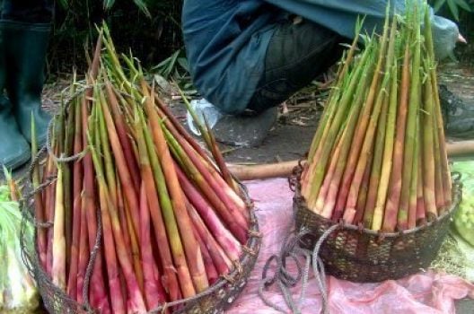 Cây măng trúc Yên Tử không chỉ góp phần làm phong phú thêm cảnh quan thiên nhiên nơi đây, mà còn được xem là một đặc sản quý giá mà thiên nhiên ưu ái dành tặng cho vùng đất này