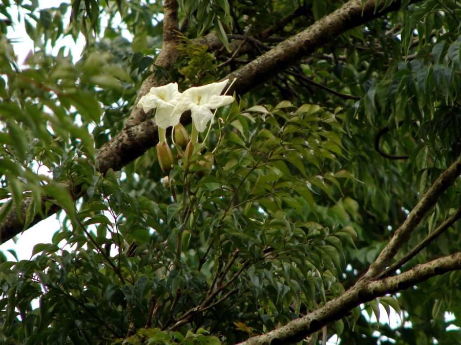 Cây hạnh phúc

