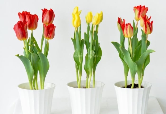 Hoa tulip tỏa ra mùi thơm quá nồng, chứa độc tố alkaloid khiến người và động vật dễ bị khó chịu, chóng mặt