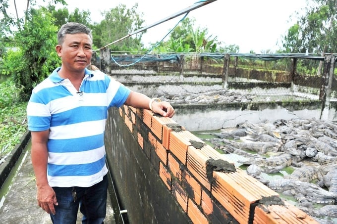 Tại huyện An Minh, tỉnh Kiên Giang, một nông dân tên Tôn Văn Sồi đang gây chú ý khi quyết định nuôi cá sấu, một loài vật thường khiến nhiều người phải giật mình