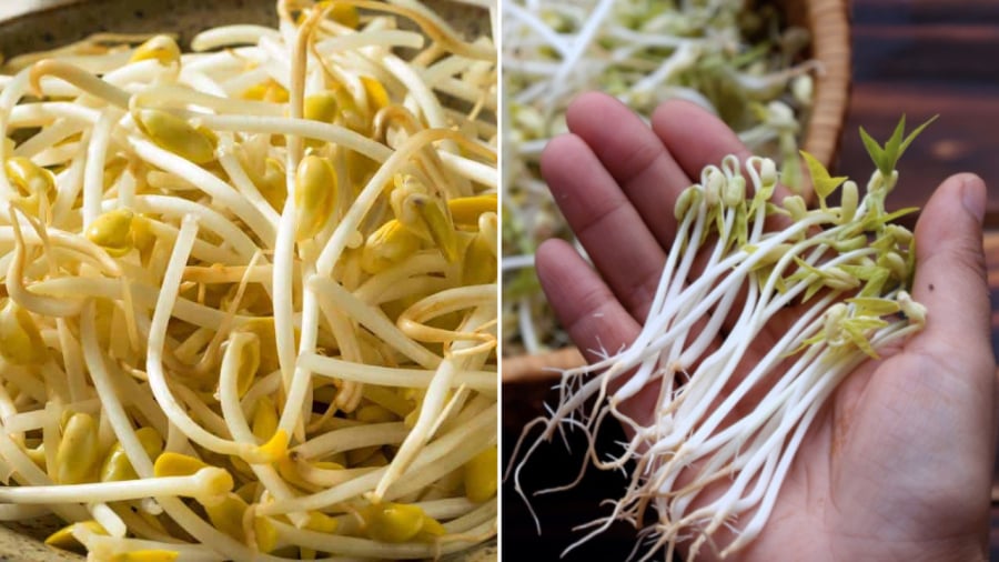 Image of bean sprouts