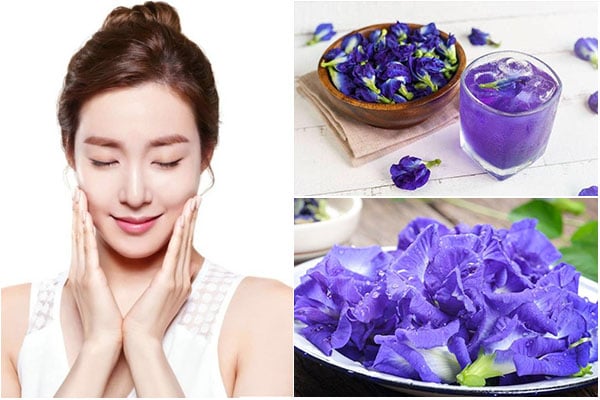 Glycosides có trong hoa đậu biếc giúp làm tăng sản sinh collagen và elastin. 