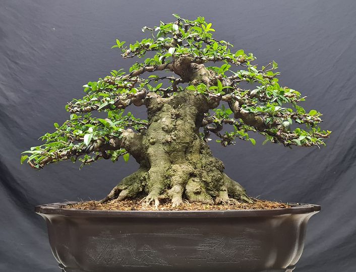 nghe-trong-mai-chieu-thuy-bonsai-1-1008.jpg