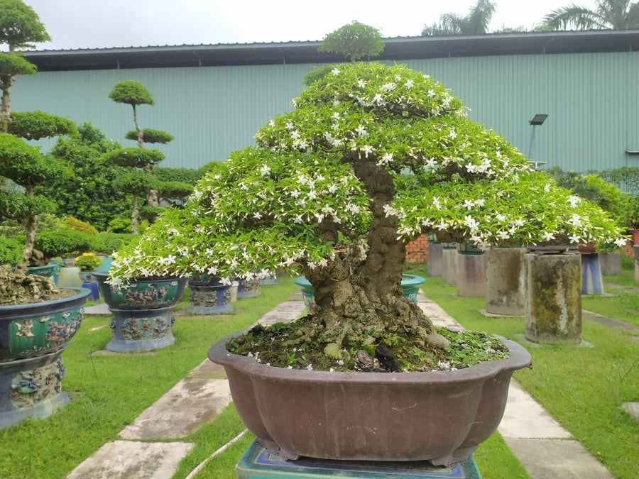 nghe-trong-mai-chieu-thuy-bonsai-1008.jpg